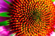 Мбаппе крупный план тычинок эхинацеи в полном расцвете сил; Калгари, Альберта, Канада — стоковое фото