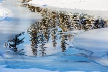 Árvores cobertas de neve refletindo em águas abertas em um riacho congelado; Calgary, Alberta, Canadá — Fotografia de Stock