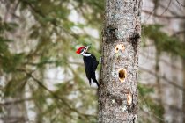 A busy Piliated woodpecker (Dryocopus pileatus) chipping out large holes in the tree, looking for insects to eat, Father Hennepin State Park; Minnesota, United States of America — Stock Photo