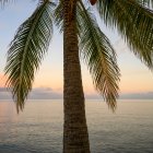Palma e il Mar dei Caraibi con luminoso orizzonte rosa al tramonto, penisola di Placencia; Belize — Foto stock