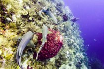 Акули - годувальниці (Ginglymostoma cirratum), які можна побачити під час занурення в затоці Шовковий Кай, півострова Плаценсіа; Беліз. — стокове фото