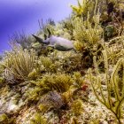 Акула-медсестра (Ginglymostoma cirratum), рассматриваемая во время подводного плавания в Silk Caye, полуостров Пласенсия; Белиз — стоковое фото