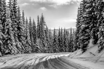 Black and white image of snow-covered road and forest in the Rocky Mountains; British Columbia, Canada — Stock Photo