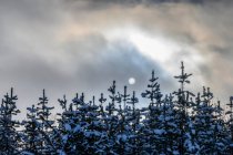 Neve che ricopre le cime delle conifere e le nuvole oscurano la luna piena; British Columbia, Canada — Foto stock