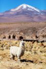Лама i (Lama glama) на ландшафте Альтиплано; Потоси, Боливия — стоковое фото