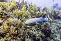 Tiburón nodriza (Ginglymostoma cirratum), visto mientras buceaba en Silk Caye, Península de Placencia; Belice - foto de stock