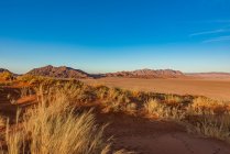 Vue panoramique du paysage mort du désert de Namib ; Namibie — Photo de stock