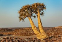 Köcherbaum (Aloidendron dichotomum), Hardap Resort, Hardap Region; Namibia — Stockfoto
