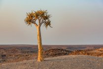 Quiver Tree (Aloidendron dichotomum), Hardap Resort, Hardap Region; Namibia — стокове фото