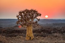 Árvore silenciosa (Aloidendron dichotomum), Hardap Resort, Região de Hardap; Namíbia — Fotografia de Stock