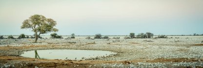 Национальный парк Этоша; Намибия — стоковое фото