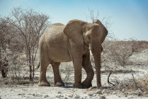 African Elephant (Loxodonta), Etosha National Park; Namibia — стокове фото