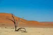 Vista panoramica del paesaggio morto del deserto del Namib; Namibia — Foto stock