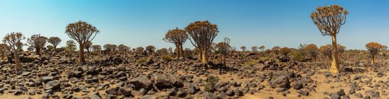 Árvores tranquilas (Aloidendron dichotomum) em Quiver Tree Forest em Gariganus fazenda perto Keetmanshoop; Namíbia — Fotografia de Stock