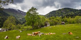 Cows grazing outside farm houses high up in the Italian Alps; Campertogno, Vecelli, Italy — Stock Photo