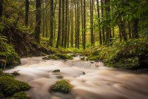 Petit ruisseau traversant une forêt verdoyante ; Ballyduff, comté de Waterford, Irlande — Photo de stock