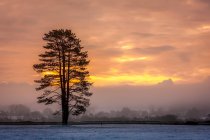 Silhouette of a tree in a snow-covered field at sunrise in winter; Rathcormac, County Cork, Ireland — Stock Photo
