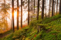 Souche d'arbre et couverture morte dans les bois au lever du soleil recouverts de brouillard ; Fermoy, comté de Cork, Irlande — Photo de stock