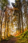 Sentier dans une forêt colorée d'automne au lever du soleil avec brouillard au loin ; Fermoy, comté de Cork, Irlande — Photo de stock