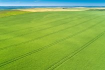 Повітряний вид зеленого поля ячменю з лініями шин, враженими в полі бою; Бісекер (Альберта, Канада). — стокове фото