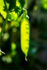 Close-up of a backlit pea pod on the vine; Calgary, Alberta, Canada — Stock Photo