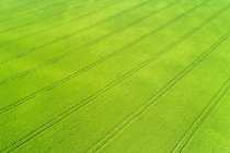 Vista aérea de um campo de cevada verde com linhas de pneus impressas no campo; Beiseker, Alberta, Canadá — Fotografia de Stock