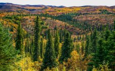 Rolling hillsides of autumn tundra, Denali National Park and Preserve ; Alaska, États-Unis d'Amérique — Photo de stock