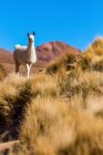 Лама (Lama glama) в ландшафте Альтиплано; Потоси, Боливия — стоковое фото