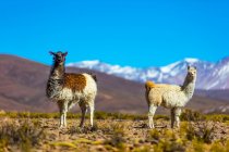 Lamas (Lama glama) in der Altiplano-Landschaft; Potosi, Bolivien — Stockfoto