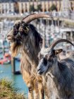 Две козы (Capra aegagrus hircus), стоящие в траве на берегу рядом с гаванью; — стоковое фото
