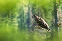 Aquila calva immatura (Haliaeetus leucocephalus) appollaiata su un ramo d'albero incorniciato da fogliame verde sfocato; Whitehorse, Yukon, Canada — Foto stock