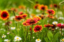 Belles fleurs sauvages rouges et blanches poussant dans un champ d'herbe ; Oklahoma, États-Unis d'Amérique — Photo de stock