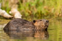 North American Beaver (Castor canadensis) плаває в озері в пошуках дерева; Whitehorse (Юкон, Канада) — стокове фото
