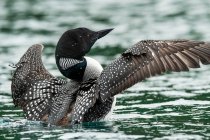 Common Loon (Gavia immer) spreading wings in a lake; Whitehorse, Yukon, Canada — Stock Photo