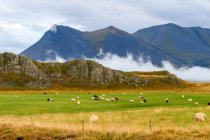 Мальовничий вид на випасання овець на красивому ландшафті — стокове фото
