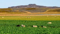 Malerischer Blick auf Schafe, die an schöner Landschaft grasen — Stockfoto