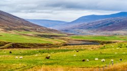 Мальовничий вид на випасання овець на красивому ландшафті — стокове фото