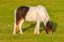 Cavalo castanho e branco (Equus caballus) pastando na grama; Myrdalshreppur, Região Sul, Islândia — Fotografia de Stock