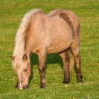 Cavallo biondo (Equus caballus) al pascolo sull'erba; Myrdalshreppur, Regione meridionale, Islanda — Foto stock