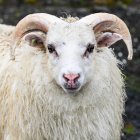 Close-up of a white ram sheep (Ovis aries) looking at the camera; Sudavik, Westfjords, Iceland — Stock Photo