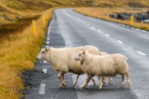 Vista panorámica de ovejas pastando en hermoso paisaje - foto de stock