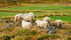 Vista panoramica di pecore al pascolo a bellissimo paesaggio — Foto stock