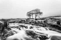 Black and white image of a small river with three trees in the background shrouded in fog, Galty Mountains; County Tipperary, Ireland — Stock Photo