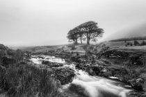 Image en noir et blanc d'une petite rivière avec trois arbres en arrière-plan entourés de brouillard, montagnes Galty ; comté de Tipperary, Irlande — Photo de stock