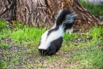 Striped Skunk (Mephitis mephitis) at Cave Creek Ranch in the Chiricahua Mountains near Portal; Arizona, United States of America — Stock Photo