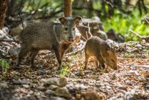 Female Javalina, or Collared Peccary (Pecari tajacu), with young foraging for acorns at Cave Creek Ranch in the Chiricahua Mountains near Portal; Arizona, United States of America — Stock Photo