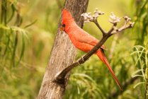 Самец северного карлика (Cardinalis cardinalis) в горах Чирикауа недалеко от Обители; Аризона, Соединенные Штаты Америки — стоковое фото