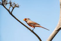Male Pyrrhuloxia (Cardinalis sinuatus) perched on a dead Agave branch in the foothills of the Chiricahua Mountains near Portal, Arizona, United States of America — Stock Photo