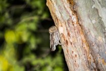Búho elfo (Micrathene whitneyi) posado junto a su cavidad del nido en un árbol de sicomoro en Cave Creek Ranch en las montañas Chiricahua cerca de Portal; Arizona, Estados Unidos de América - foto de stock