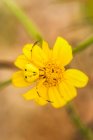 Araignée crabe jaune (Thomisus callidus) sur une fleur jaune dans le canyon de Cave Creek dans les montagnes Chiricahua près de Portal ; Arizona, États-Unis d'Amérique — Photo de stock